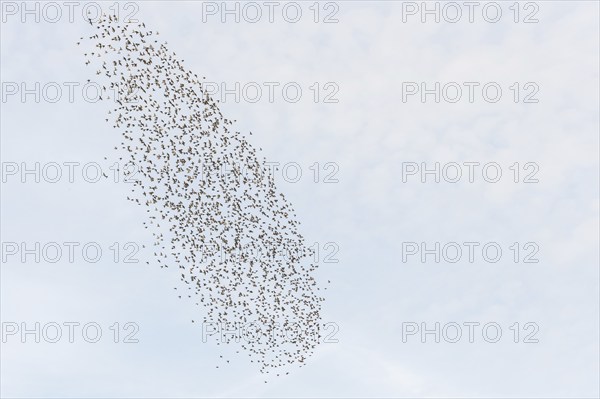 Common (Sturnus vulgaris) starlings fly together, in perfect symbiosis to protect themselves from enemies. Bas-Rhin, Collectivite europeenne d'Alsace, Grand Est, France, Europe