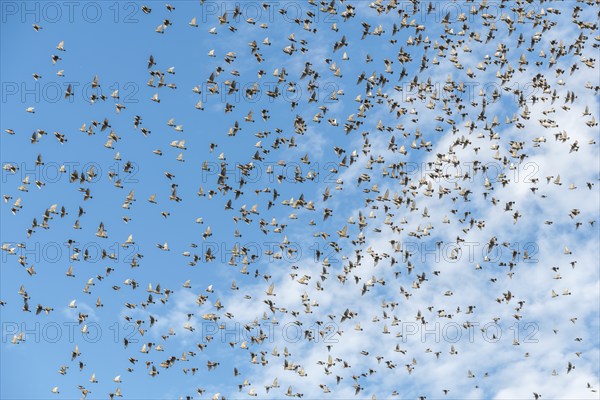 Common (Sturnus vulgaris) starlings fly together, in perfect symbiosis to protect themselves from enemies. Bas-Rhin, Collectivite europeenne d'Alsace, Grand Est, France, Europe