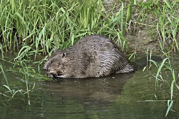 Eurasian beaver, european beaver (Castor fiber), feeding on the riverbank, Freiamt, Canton Aargau, Switzerland, Europe