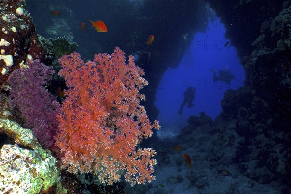 Hemprich's tree coral (Dendronephthya hemprichi) in a cave, diver in the background, St Johns Caves dive site, Saint Johns Reef, Red Sea, Egypt, Africa