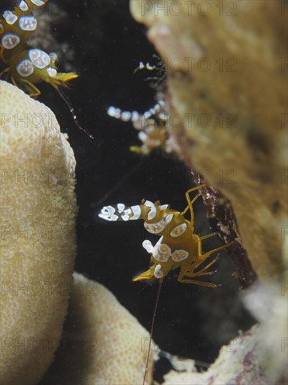 Squat shrimp (Thor amboinensis), sexy shrimp, dive site house reef, Mangrove Bay, El Quesir, Red Sea, Egypt, Africa