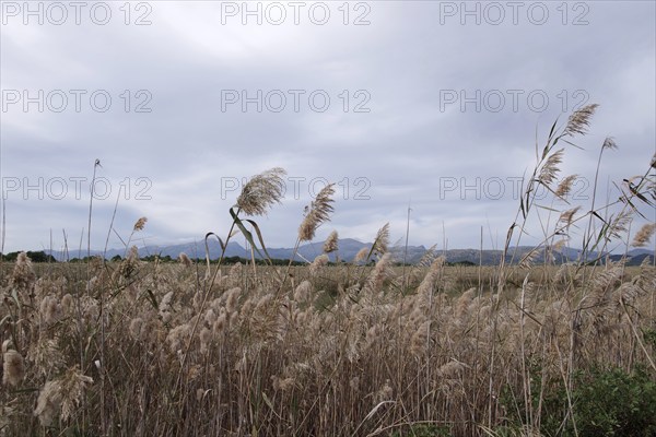 Common reed (Phragmites australis), landscape, nature reserve, biotope, reeds, Parc natural de sAlbufera de Majorca, sky, Majorca, The reeds grow in the wetlands in the nature reserve of Majorca