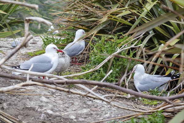 Gulls (Larinae), Otago Peninsula, New Zealand, Oceania