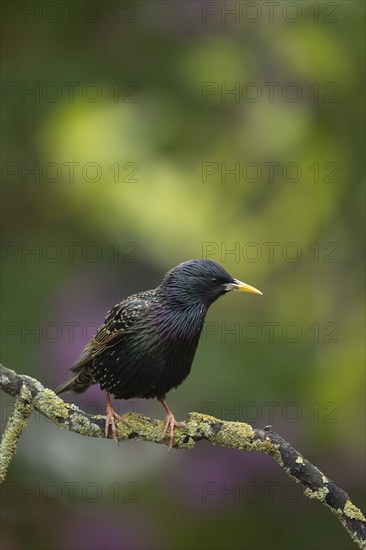 European starling (Sturnus vulgaris) adult bird on a tree branch, Suffolk, England, United Kingdom, Europe