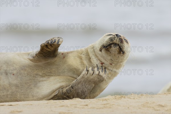 Common or Harbor seal (Phoca vitulina) adult on a coastal sandy beach, Norfolk, England, United Kingdom, Europe