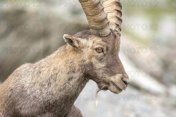 Ibex (capra ibex) in the rocky mountains of the Italian Alps. in the Gran Paradiso National Park. Valsavarenche, Aosta, Italy, Europe