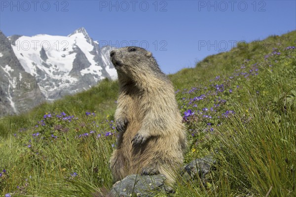 Alpine marmot (Marmota marmota) standing in front of the snow covered mountain Grossglockner, Hohe Tauern National Park, Carinthia, Austria, Europe