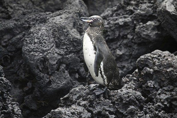 Galapagos penguin (Spheniscus mendiculus) on lava beach, Floreana island, Galápagos Islands, Ecuador, Latin America, South America