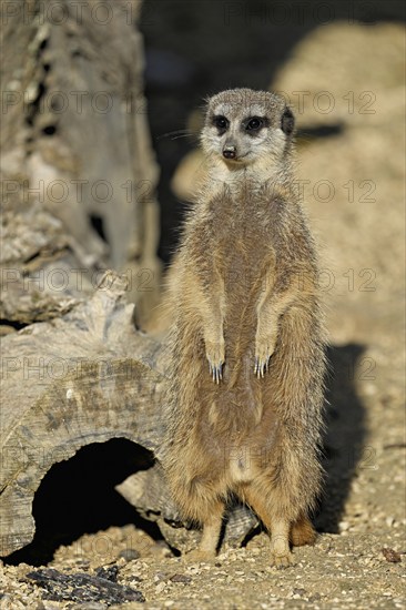 Meerkats (Suricata suricatta), alert, captive, Switzerland, Europe