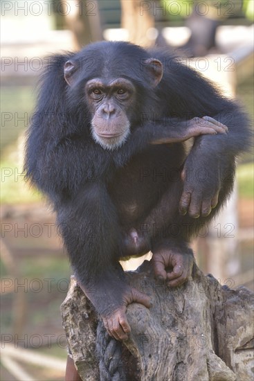 West African Chimpanzee (Pan troglodytes verus), Tacugama Chimpanzee Sanctuary, Province Western Area Tacugama, Sierra Leone, Africa