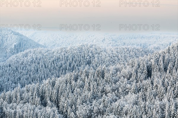 Winter spruce (Picea) (Pinaceae) forest, pine family, snow, winter, dawn, Fridingen, Danube valley, Upper Danube nature park Park, Baden-Württemberg, Germany, Europe