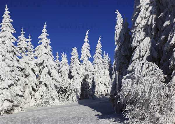 Fichtelgebirge, Bayreuth County, Upper Franconia, Bavaria, Germany, Europe