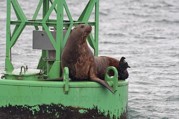 Steller sea lion (Eumetopias jubatus) sitting on buoy in Valdez Harbour, Southeast Alaska, Alaska, USA, North America