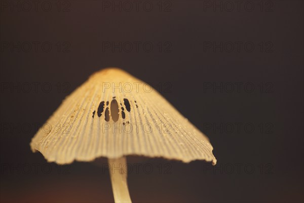 Brown-haired tintling (Coprinus auricomus), detail, mushroom cap, holes, brown-haired tintling, brown-haired tintling, tintling, tintling, tintling, tintling-like, tintling, Coprinaceae, leaf mushroom, leaf mushroom (Agaricales), mushroom, mushroom, Goldsteintal, Sonnenberg, Wiesbaden, Taunus, Hesse, Germany, Europe