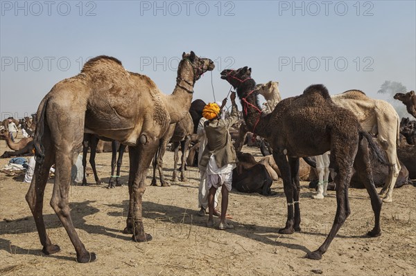 PUSHKAR, INDIA, NOVEMBER 20, 2012: Indian men and camels at Pushkar camel fair (Pushkar Mela), annual five-day camel and livestock fair, one of the world's largest camel fairs and tourist attraction