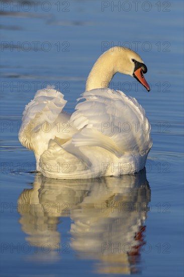 Mute Swan (Cygnus olor), male in impersonation pose, courtship display, Isar, Munich, Bavaria, Germany, Europe