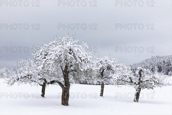 Orchard meadow with snow, winter, Menningen, Meßkirch, Upper Danube nature park Park, Baden-Württemberg, Germany, Europe