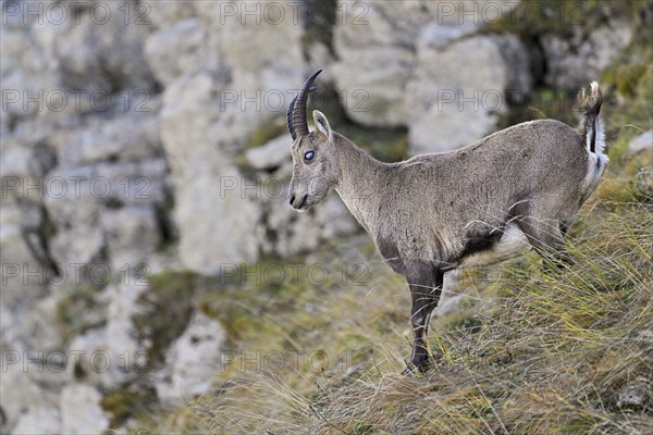 Alpine ibex (Capra ibex), with the eye disease chamois blindness (also known as chamois blindness), Canton of St. Gallen, Switzerland, Europe