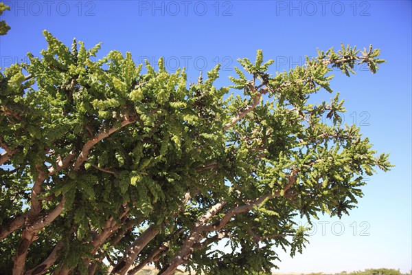 Wadi Dawqah, Incense Tree Cultures, UNESCO World Heritage Site, frankincense (Boswellia Sacra) Carterii, near Salalah, Oman, Asia