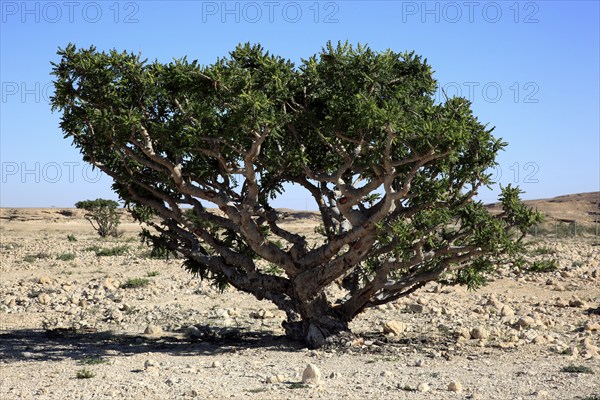 Wadi Dawqah, Incense Tree Cultures, UNESCO World Heritage Site, frankincense (Boswellia Sacra) Carterii, near Salalah, Oman, Asia