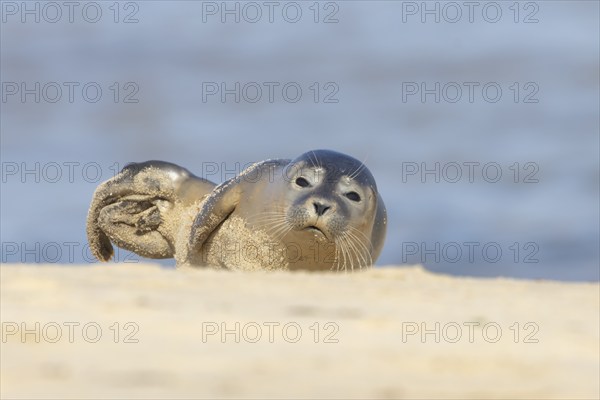 Common or Harbor seal (Phoca vitulina) juvenile baby pup resting on a coastal sandy beach, Norfolk, England, United Kingdom, Europe