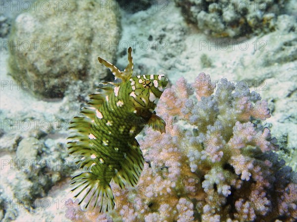 Juvenile tree wrasse (Novaculichthys taeniourus) (Labrus taeniourus), wrasse, dive site St Johns Caves, Saint Johns Reef, Red Sea, Egypt, Africa