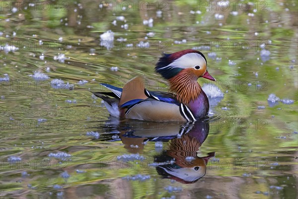 Mandarin ducks (Aix galericulata) Male reflected in the lake, Tiergarten, Berlin, Germany, Europe