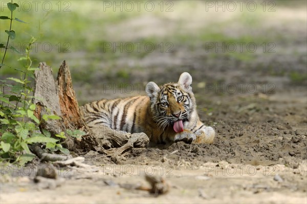 Siberian tiger (Panthera tigris altaica), young, captive, occurrence in Asia