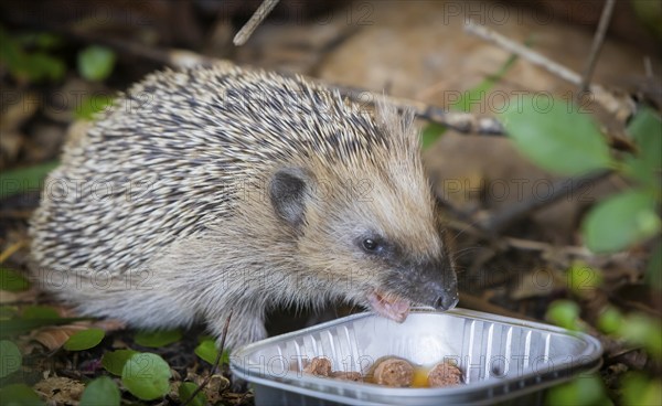 Hedgehog mother with young in the living environment of humans. A near-natural garden is a good habitat for hedgehogs, young hedgehogs can also be fed to give them a better chance of survival for hibernation, Bannewitz, Saxony, Germany, Europe