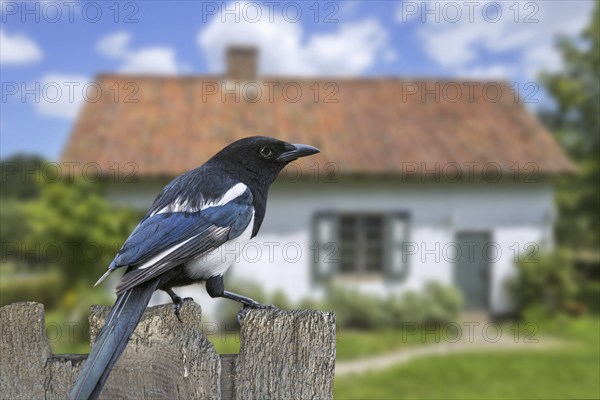 Eurasian magpie (Pica pica), common magpie perched on weathered wooden garden fence of house in the countryside