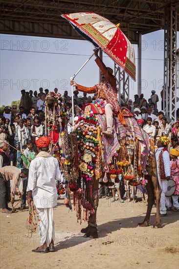 PUSHKAR, INDIA, NOVEMBER 22, 2012: Man decorating his camel for camel decoration contest at Pushkar camel fair (Pushkar Mela), annual five-day camel and livestock fair, one of the world's largest camel fairs and tourist attraction