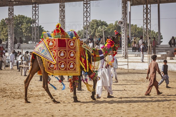 PUSHKAR, INDIA, NOVEMBER 22, 2012: Camel decoration competition contest at Pushkar camel fair (Pushkar Mela), annual five-day camel and livestock fair, one of the world's largest camel fairs and tourist attraction