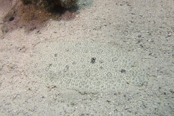 Well camouflaged finless sole (Pardachirus marmoratus) in the sand. Dive site House Reef, Mangrove Bay, El Quesir, Red Sea, Egypt, Africa