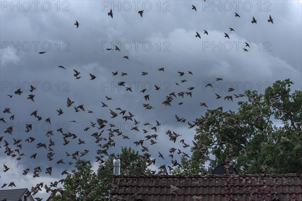 Common starling (Sturnus vulgaris) gather to fly south, Franconia, Bavaria, Germany, Europe