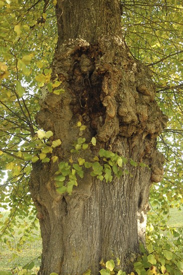 Large-leaved linden (Tilia platyphyllos) trunk with hollows and distinct growths, Allgäu, Bavaria, Germany, Europe