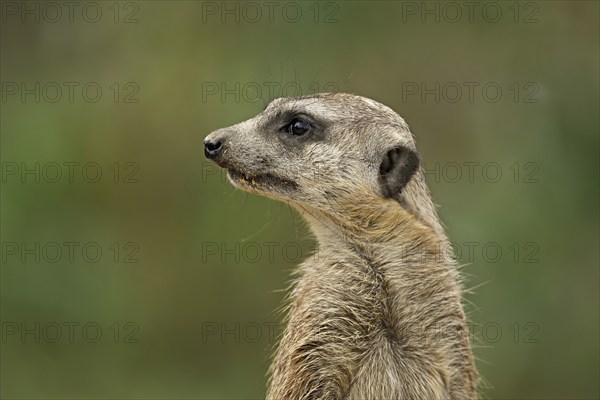 Meerkats (Suricata suricatta), alert, captive, Switzerland, Europe