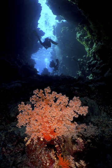 Hemprich's tree coral (Dendronephthya hemprichi) in a cave, diver in the background, dive site St Johns Caves, Saint Johns Reef, Red Sea, Egypt, Africa