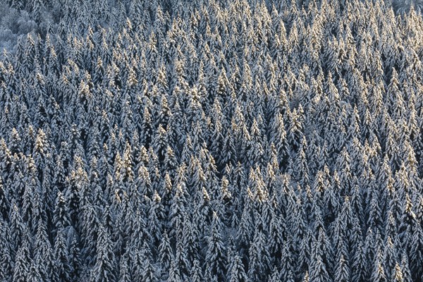 Winter spruce (Picea) (Pinaceae) forest, spruce, pine, snow, winter, Danube valley, Upper Danube nature park Park, Baden-Württemberg, Germany, Europe