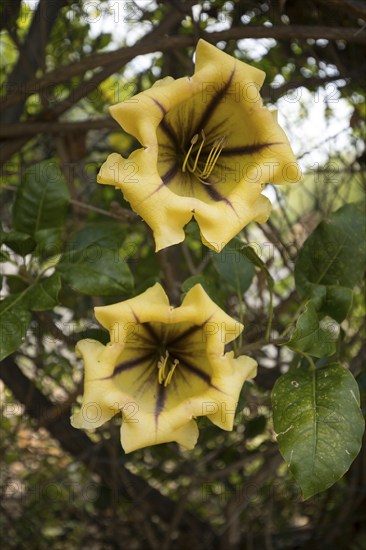 Cup of gold vine (Solandra maxima) in the garden, Las Tricias, La Palma Island, Spain, Europe