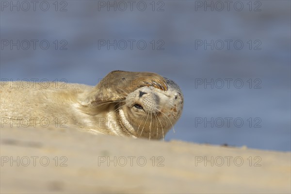 Common or Harbor seal (Phoca vitulina) juvenile baby pup resting on a coastal beach, Norfolk, England, United Kingdom, Europe