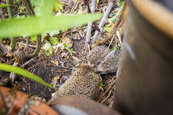 Hedgehog mother with young in the living environment of humans. A near-natural garden is a good habitat for hedgehogs, young hedgehogs can also be fed to give them a better chance of survival for hibernation, Bannewitz, Saxony, Germany, Europe