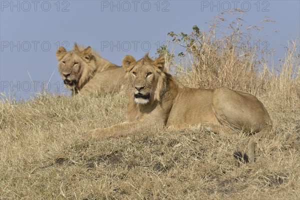 Two young lions (Panthera leo), Massai Mara, Serengeti, Rift Valley province, Kenya, Africa