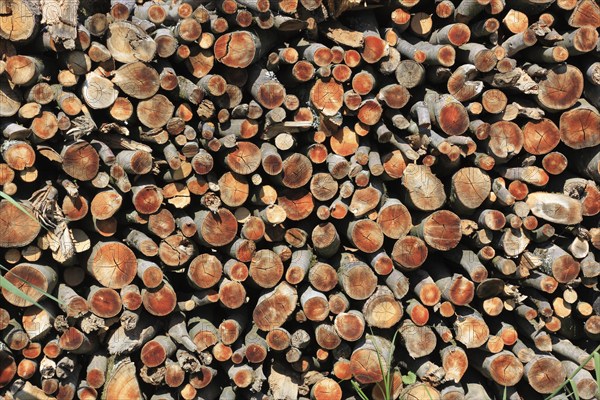 Stacked firewood, thin logs in front of a thinning, stacked for drying