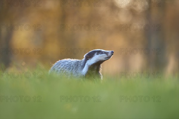 Badger (Meles meles), in meadow