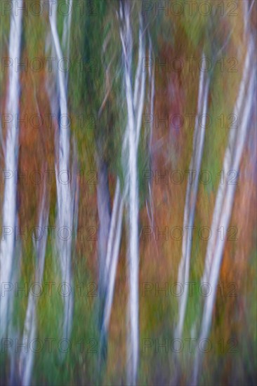 Autumnal forest, alienation through long exposure, Germany, Europe