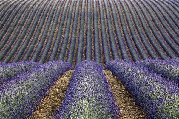 Wavy lavender field, flowering true lavender (Lavandula angustifolia), D56, between Valensole and Puimoisson, Plateau de Valensole, Provence, Provence-Alpes-Cote d Azur, South of France, France, Europe