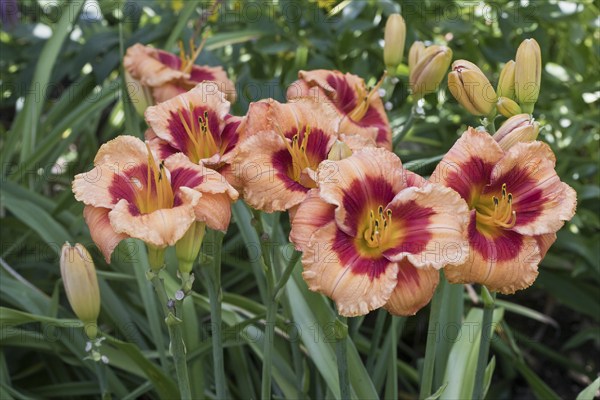 Daylily (Hemerocallis Bold Tiger), Emsland, Lower Saxony, Germany, Europe