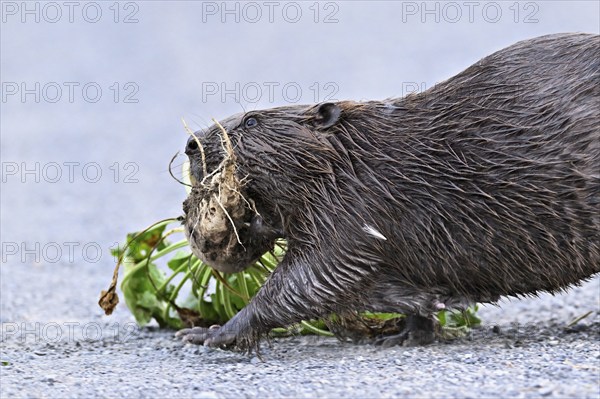 European beavers (Castor fiber), walking along a field path with a turnip in its mouth, Freiamt, Canton Aargau, Switzerland, Europe