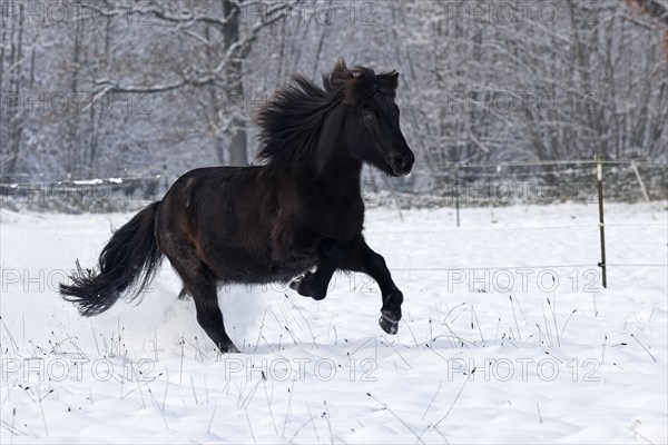 Icelandic horse (Equus islandicus) galloping over winter pasture in the snow, gelding, Schleswig-Holstein, Germany, Europe