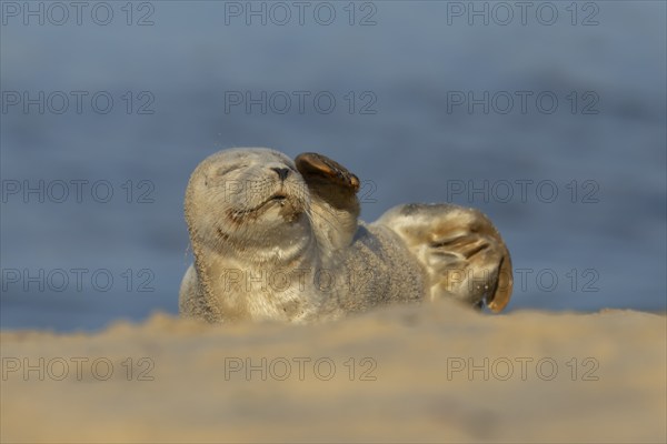 Common or Harbor seal (Phoca vitulina) juvenile baby pup on a coastal sandy beach, Norfolk, England, United Kingdom, Europe